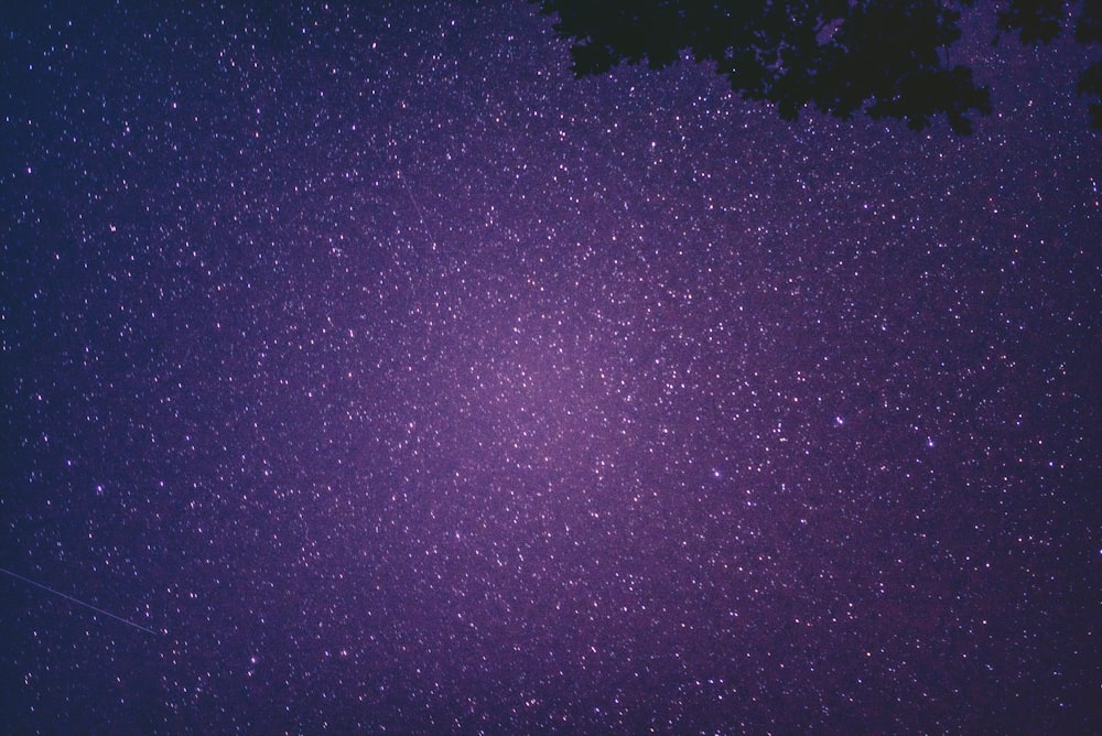 silhouette of tree under starry sky