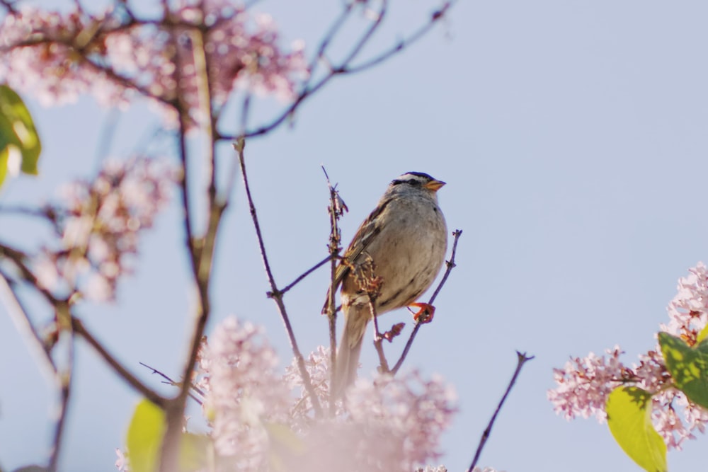 木の茂みにとまる鳥