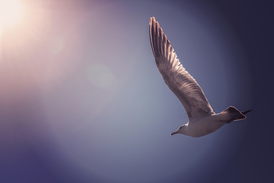 flying bird, Peaceful Flight