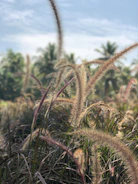 A vibrant field of sesame plants waving under the African sun.