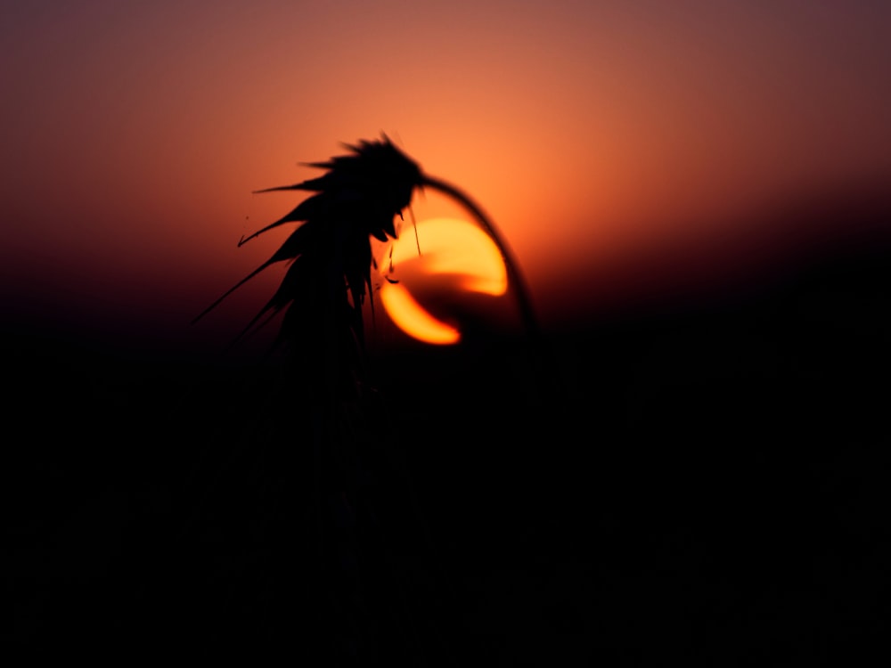 silhouette photo of plant