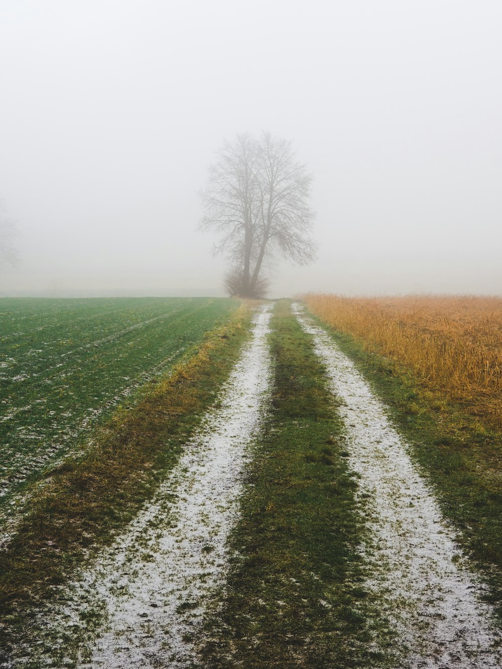 road leading to leafless tree