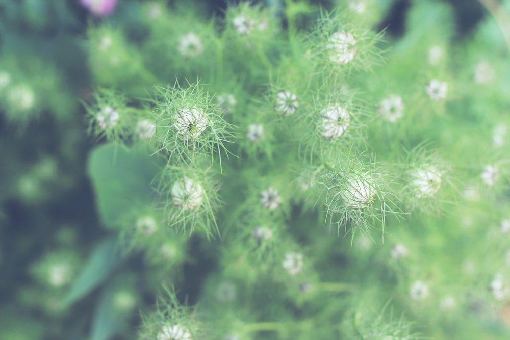 white-petaled flowers