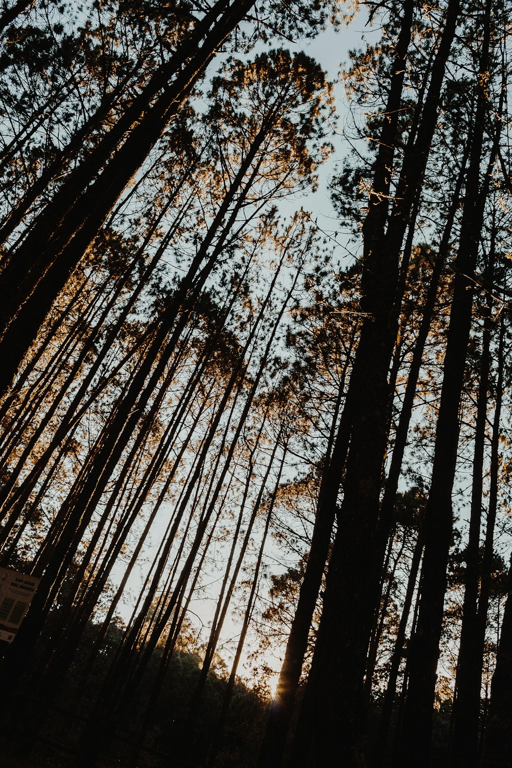 silhouette photo of trees