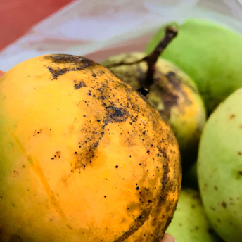 Close-up of a Sunforest NIR device measuring the internal quality of a ripe mango in a sunny orchard.