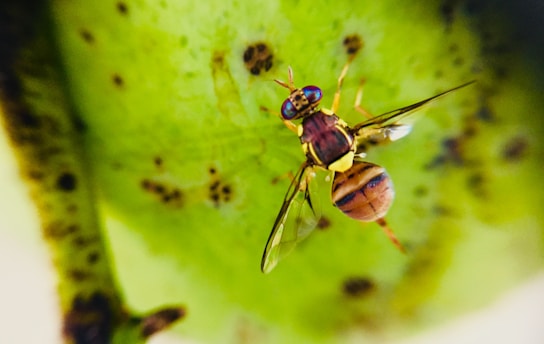 A close-up view of a colorful fruit fly resting on a green surface, possibly a leaf. The fly displays vibrant red and blue compound eyes, translucent wings, and a striped abdomen.