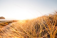 Gentle sea breeze moving through tall grasses by the water’s edge at dusk.