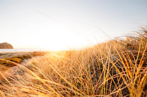 photograph of grass field near beach