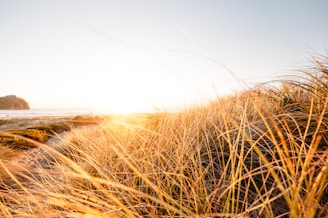 Gentle sea breeze moving through tall grasses by the water’s edge at dusk.
