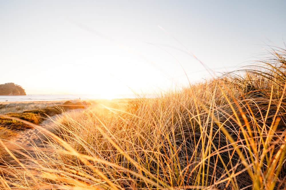 photograph of grass field near beach