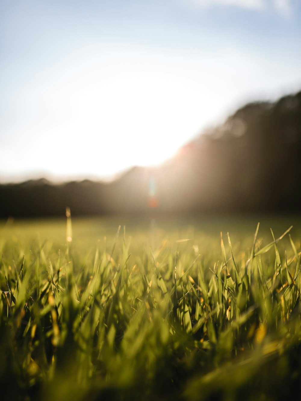 shallow focus photography of green plants