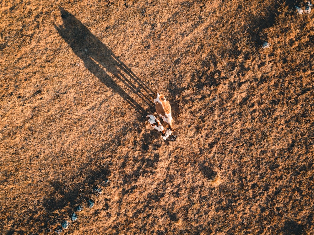 visão panorâmica fotografia da pessoa