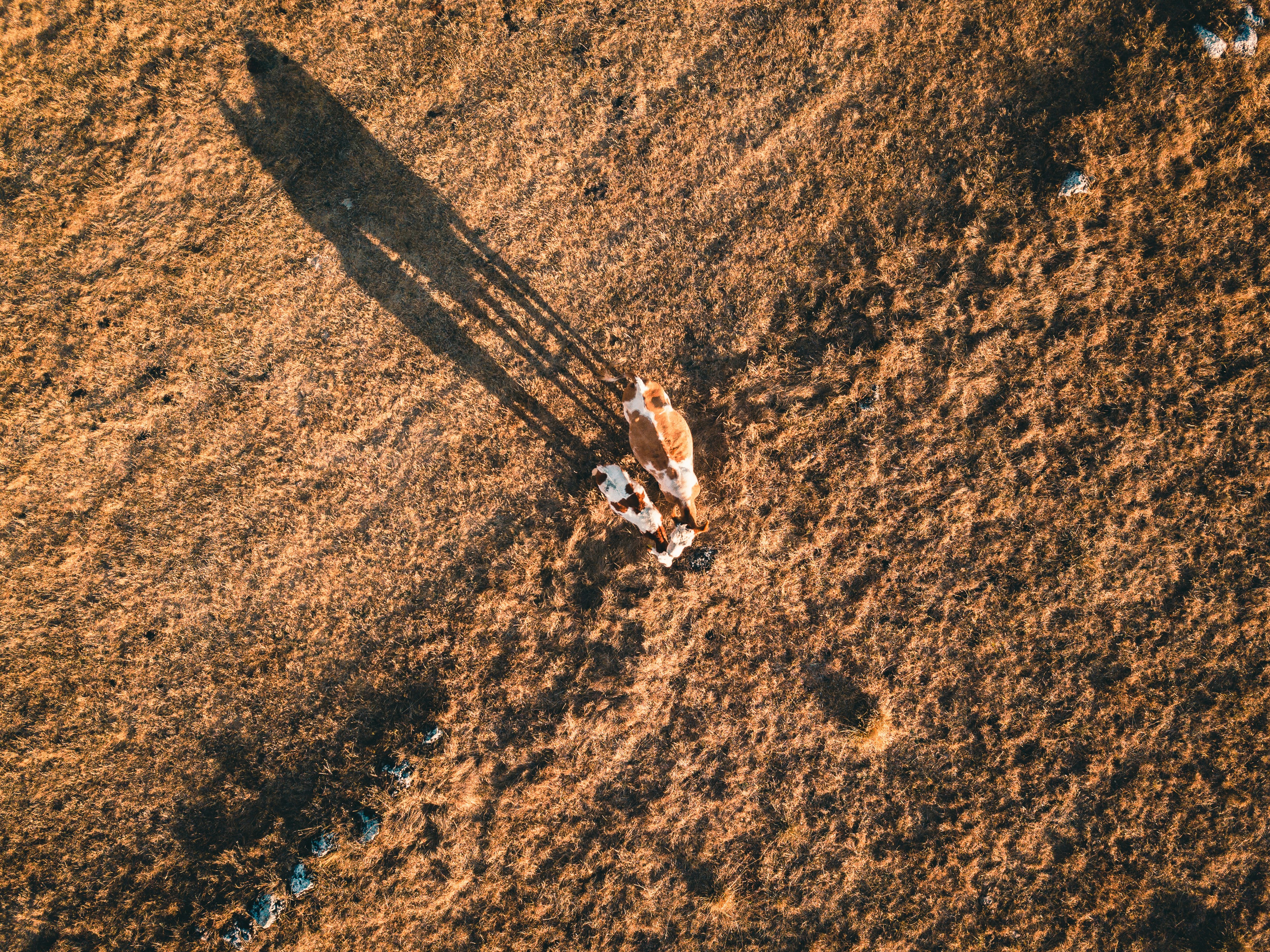 agriculture