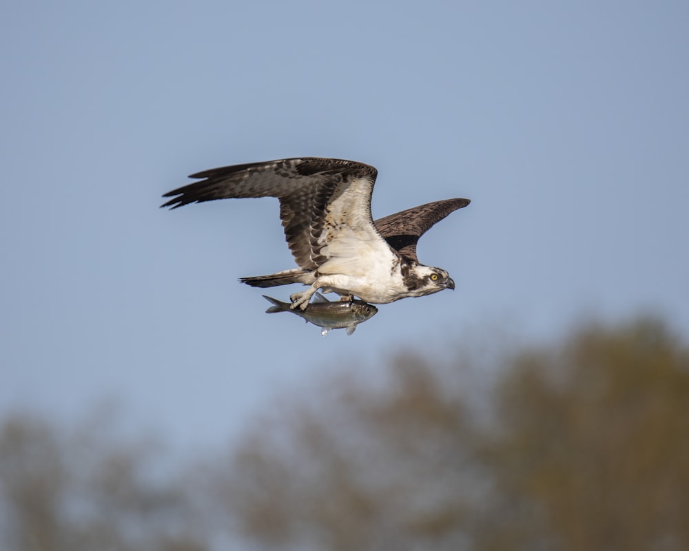 shallow focus photography of white and gray hawk