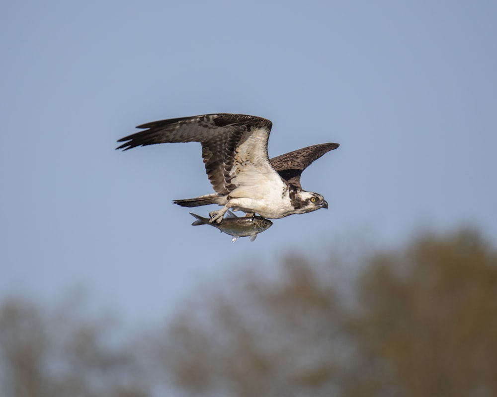 Flachfokusfotografie von White und Gray Hawk