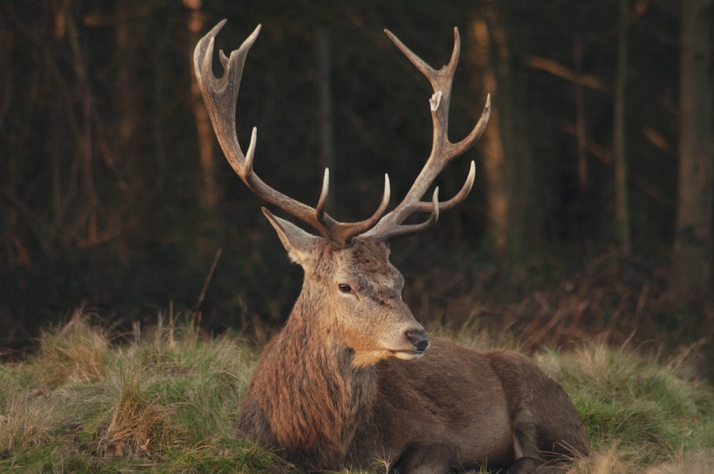 brown deer prawn lying on green grass during daytime