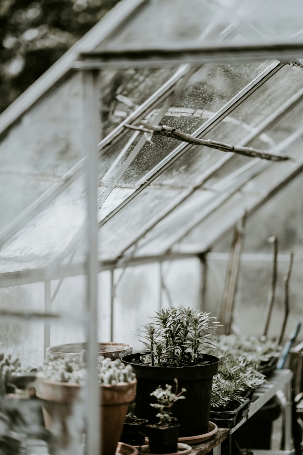 potted green plants