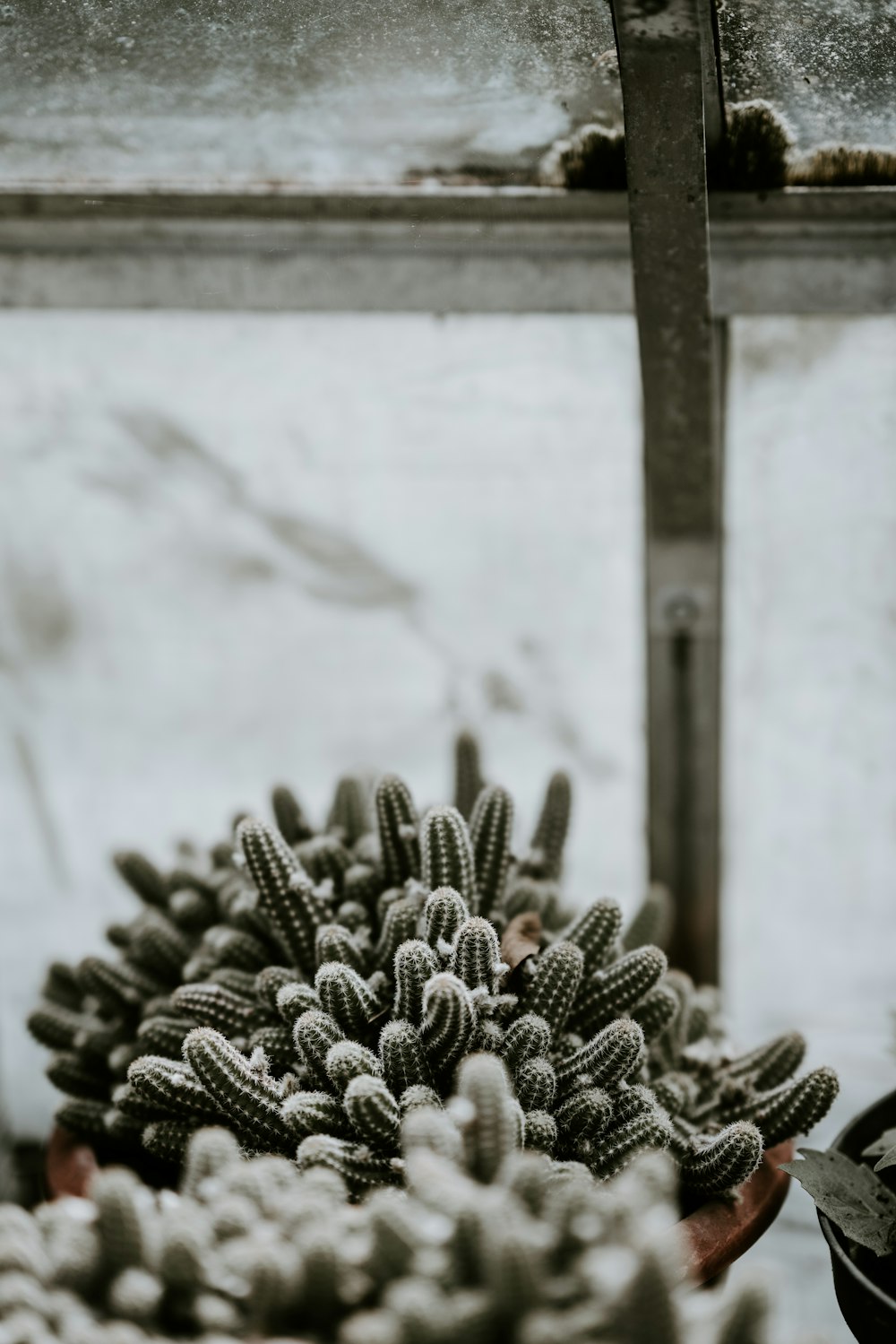 selective focus photography of cactus plants near window