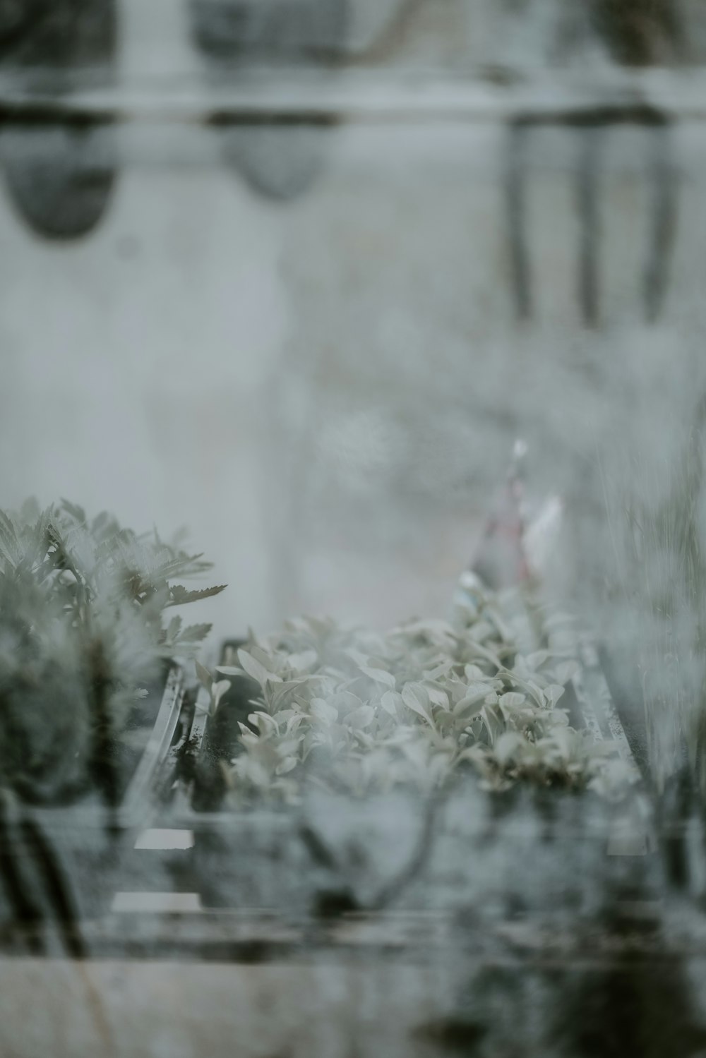 植物の束のぼやけた写真