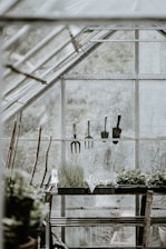 green leafed plant inside plant house