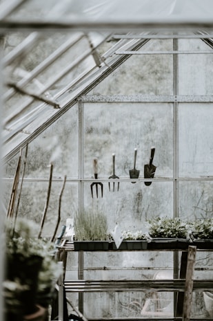 green leafed plant inside plant house