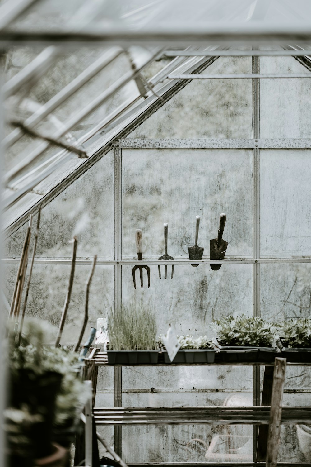 plante à feuilles vertes à l’intérieur de la maison de plantes