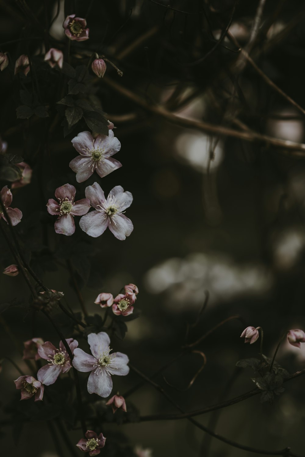 pink-and-white petaled flowers