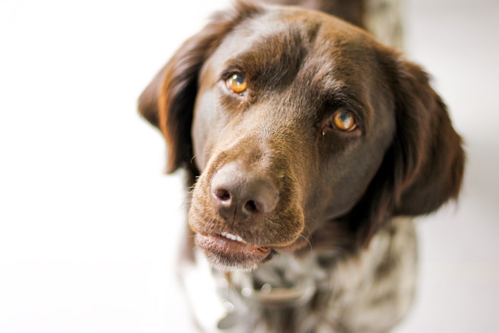 brown dog