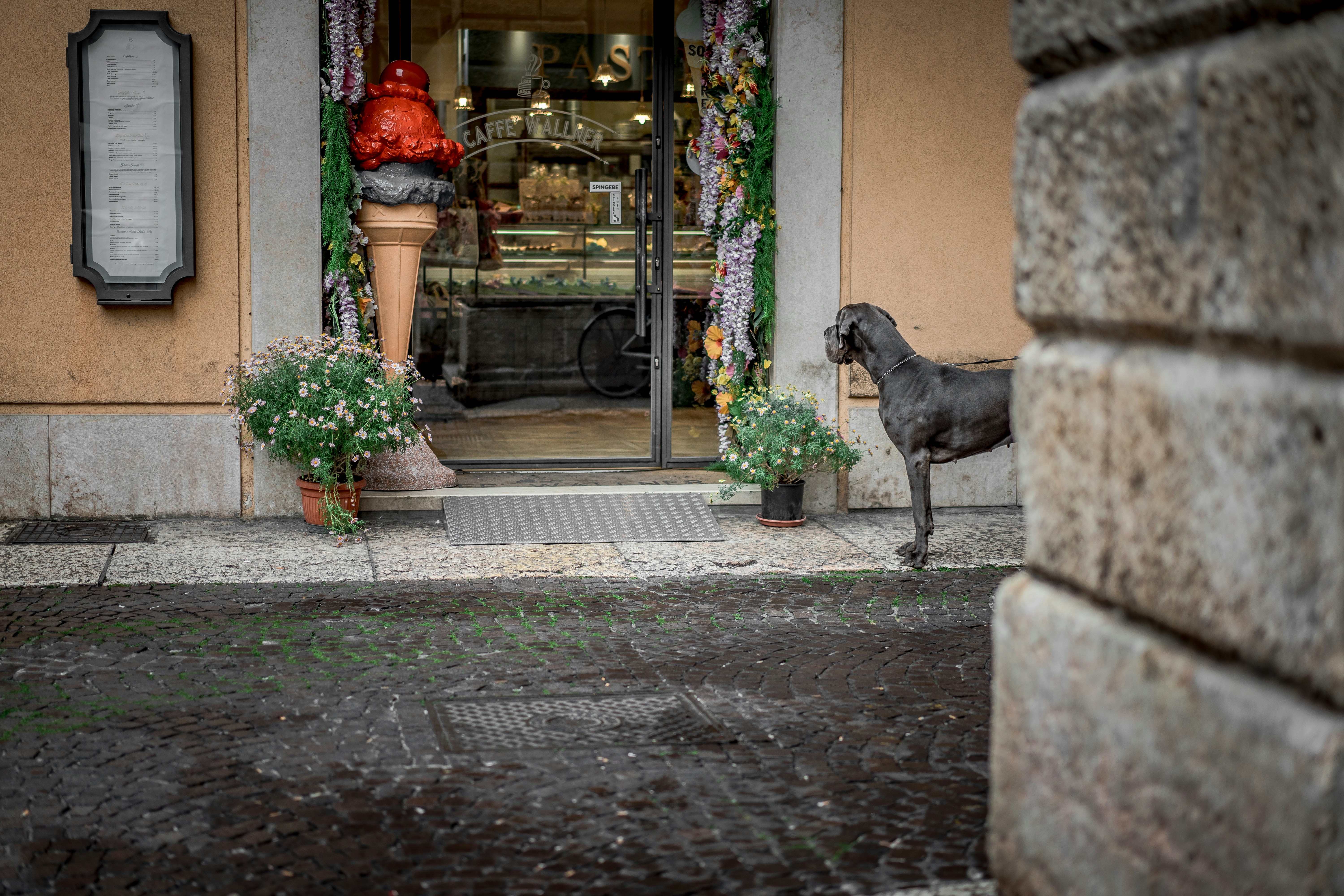 собака в закрытом пространстве и 3 человека
