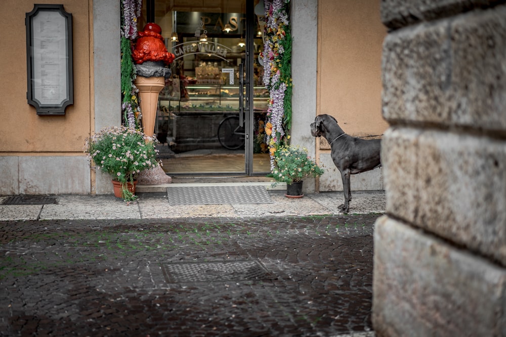 Perro gris mirando la heladería al otro lado de Stree