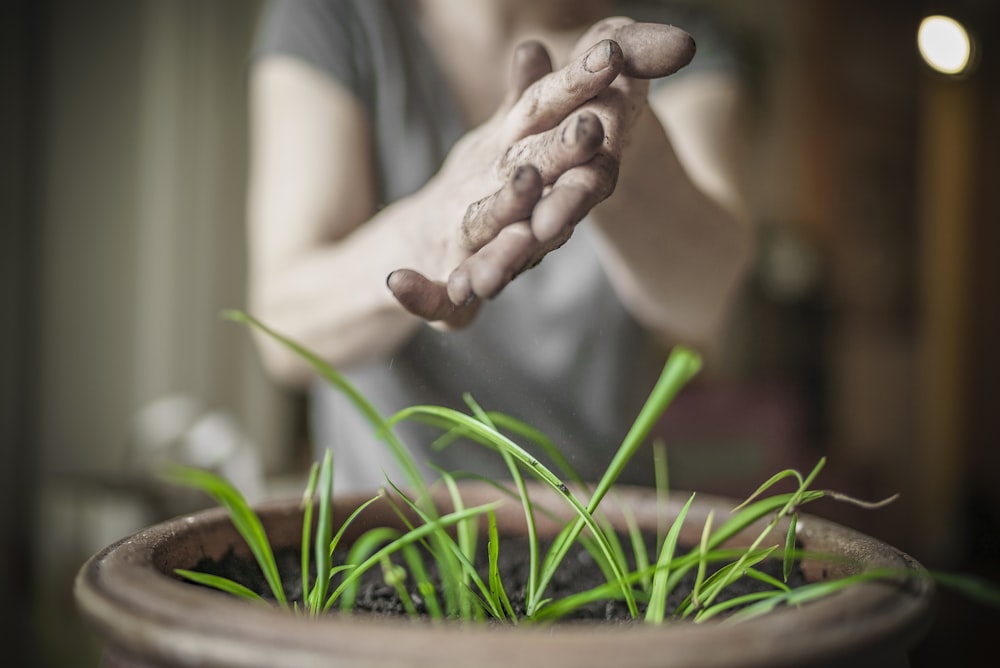 las manos de la persona sobre la planta de hojas verdes