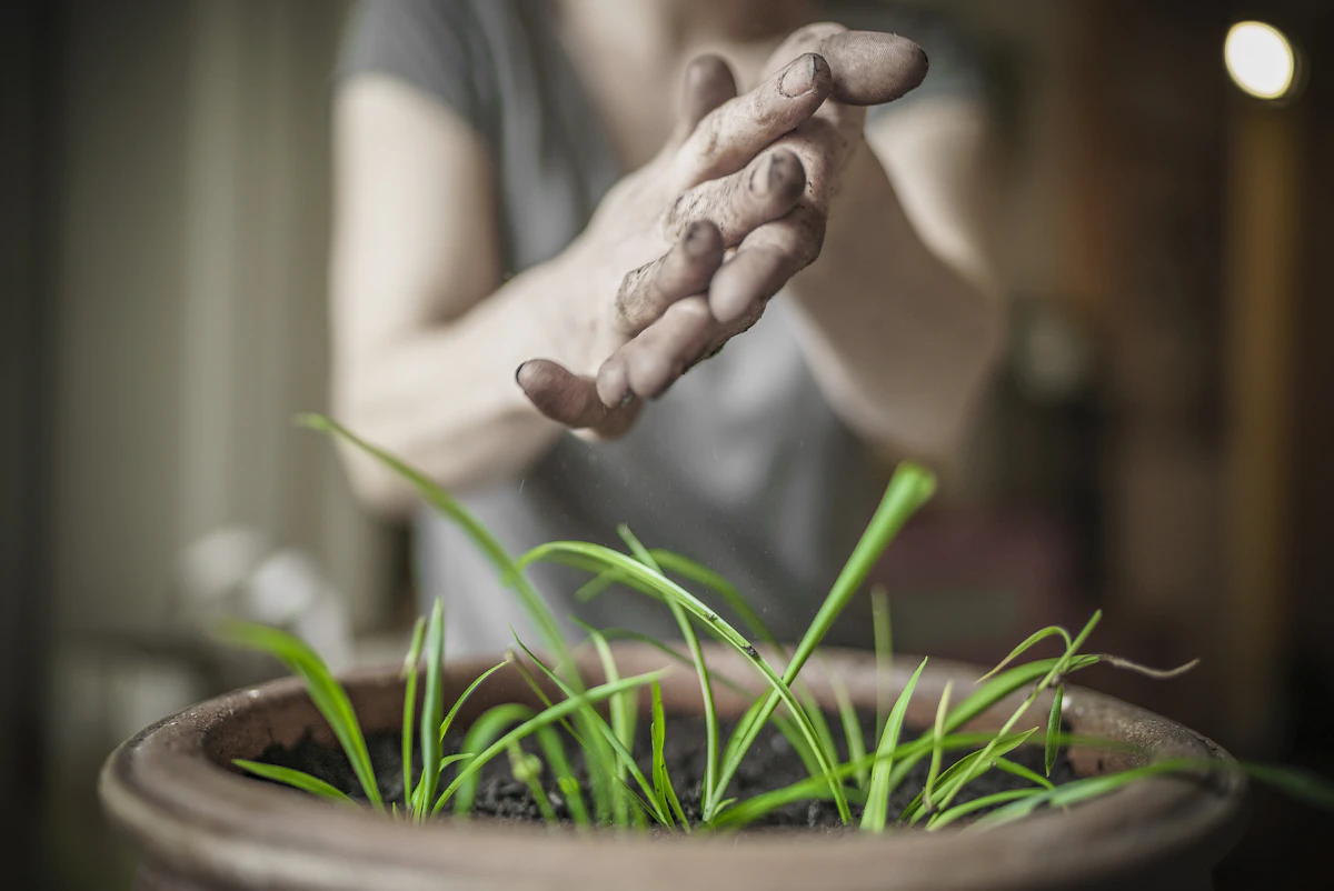 Hands carefully working near a green leafy plant