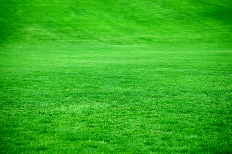 Zoysia