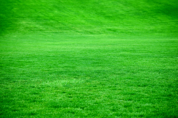 Neatly trimmed green lawn and garden