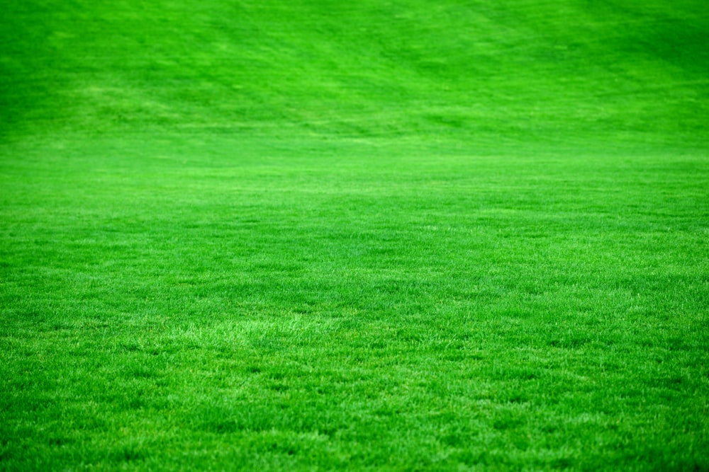 Campo de grama verde