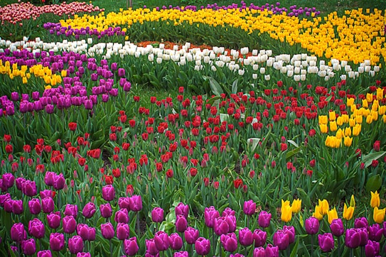 A vibrant garden filled with colorful tulips is arranged in patterns. The flowers are in full bloom, showcasing a variety of colors including purple, yellow, red, and white. They are planted on a lush green lawn, creating a lively and natural setting.