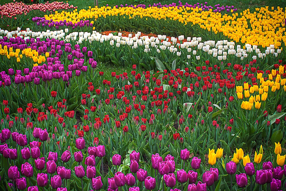 multicolored flower field