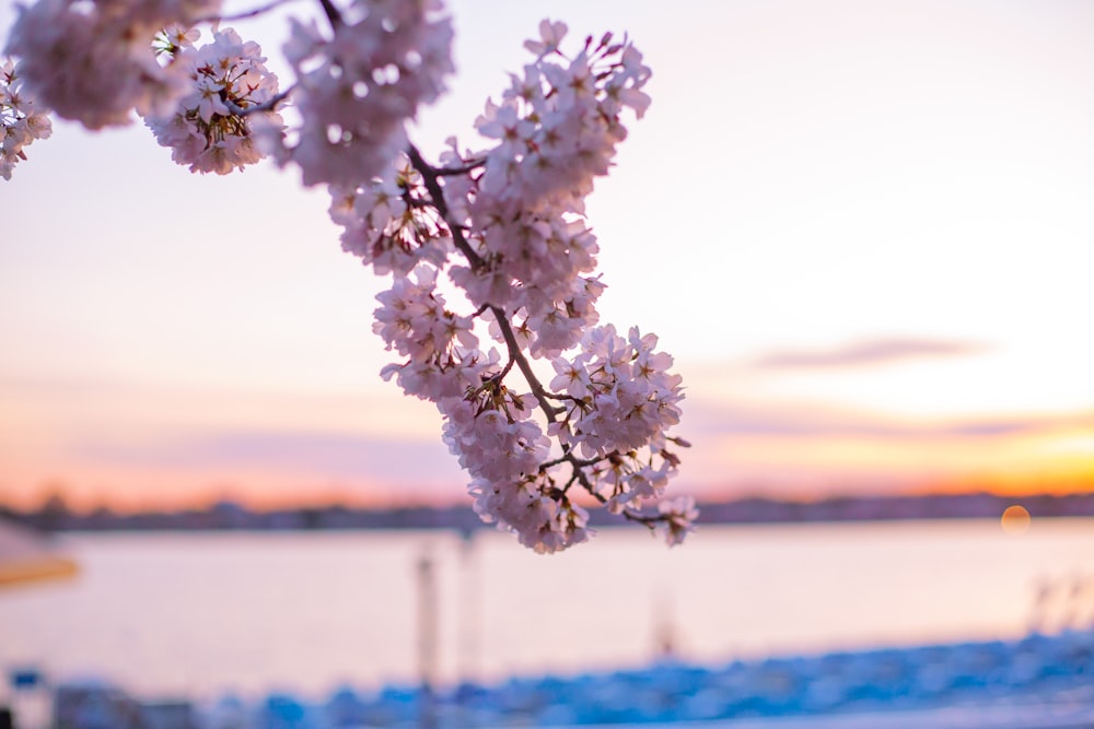 white flowers