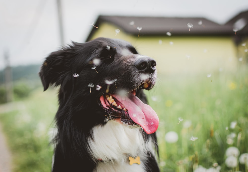 Selektives Fokusfoto eines kurzhaarigen schwarz-weißen Hundes