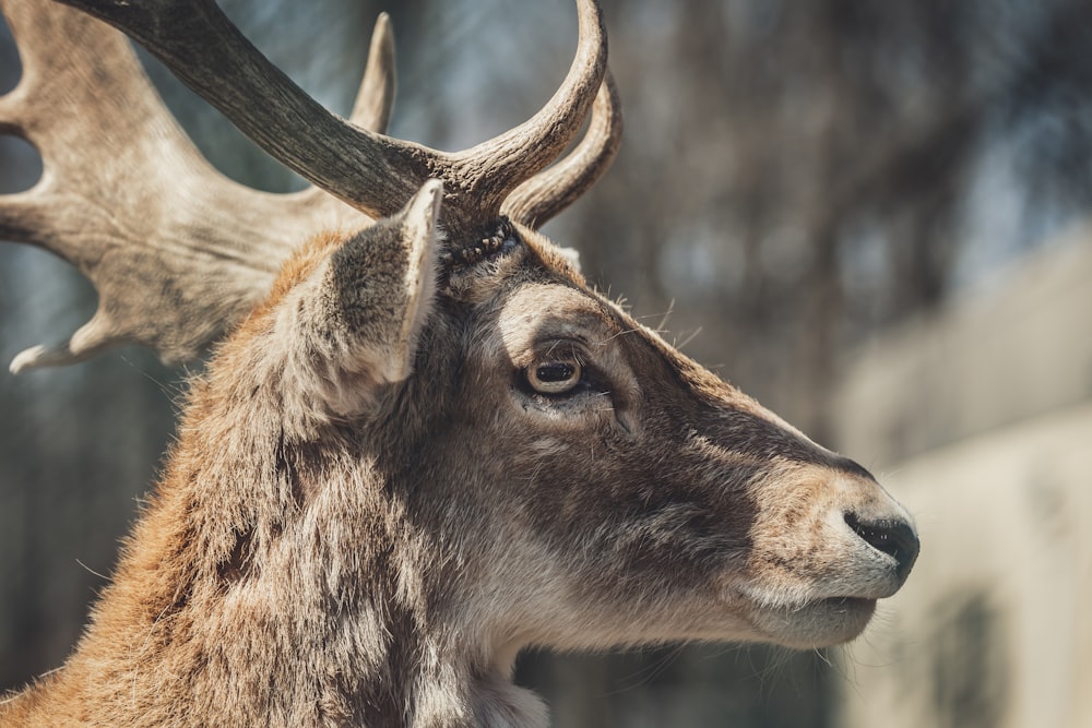 Flachfokusfotografie von braunen Elchen