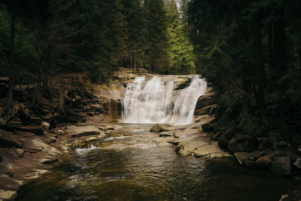 waterfall between tall trees