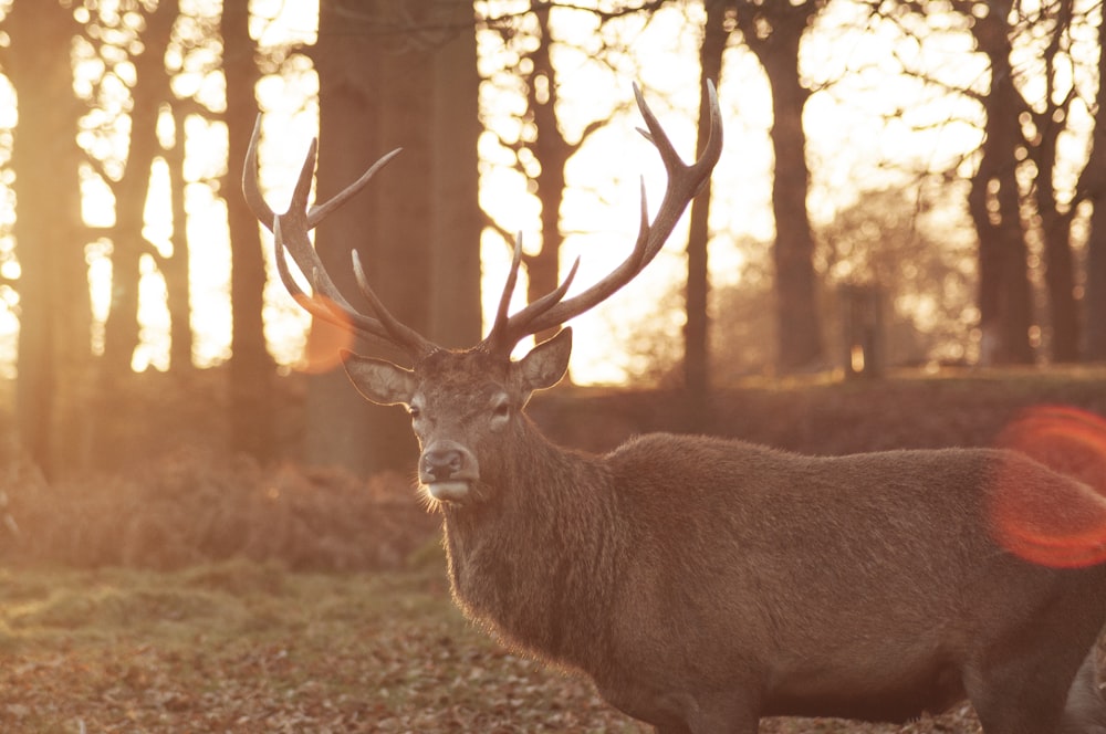 photo of brown buck on grass