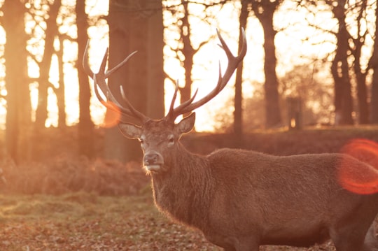 photo of brown buck on grass in Richmond Park United Kingdom