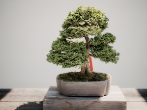 photo of green leafed bonsai plant on brown pot