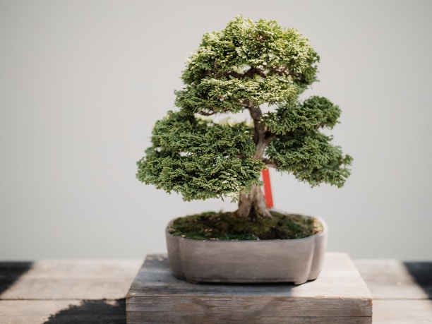 Elegant bonsai displayed on a black wooden stand with soft natural light highlighting its intricate branches.