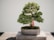 A small, well-manicured bonsai tree with lush green foliage is positioned in an elegant stone pot. The bonsai is placed on a wooden platform with a neutral background, highlighting its intricate structure.
