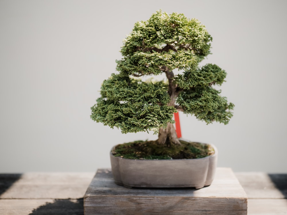 foto da planta de bonsai de folhas verdes no vaso marrom