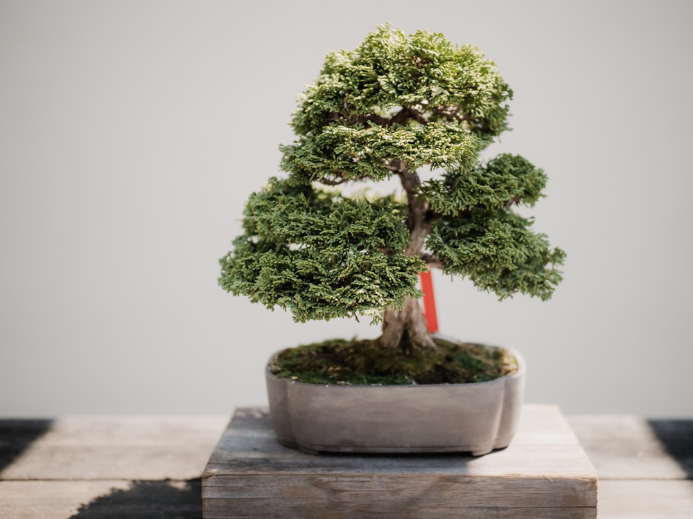 100+ Bonsai Pictures | Download Free Images on Unsplash 100+ Bonsai Pictures | Download Free Images on Unsplash