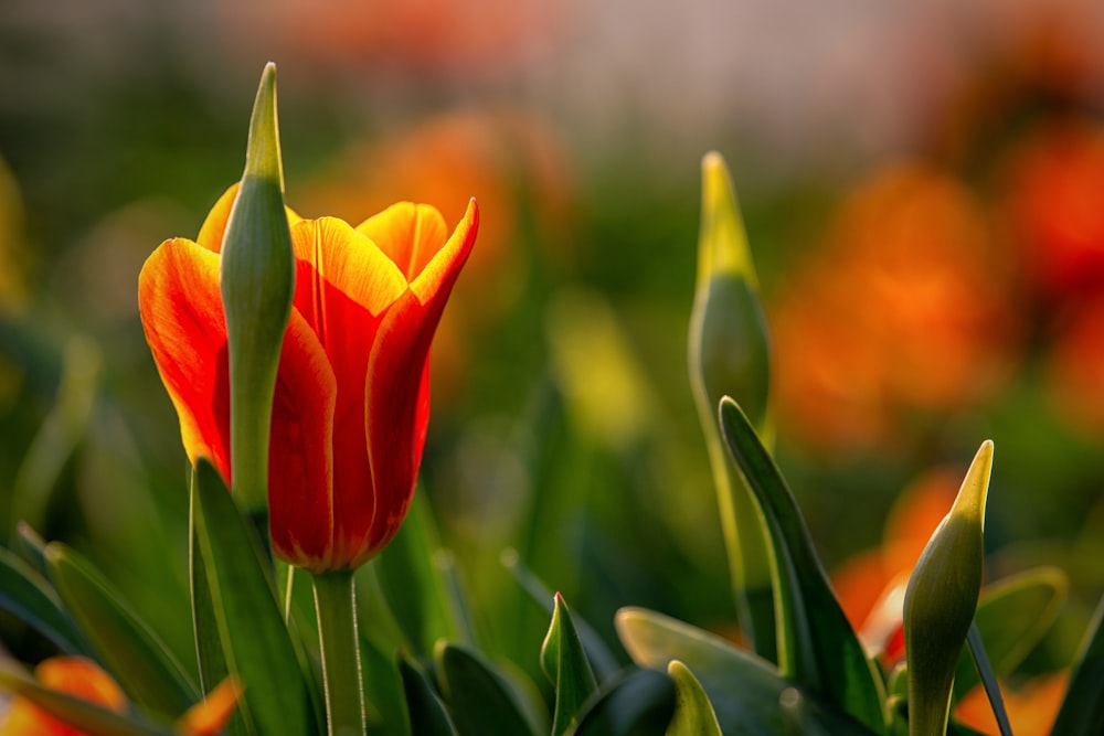 Fotografía de primer plano de la flor de tulipán rojo