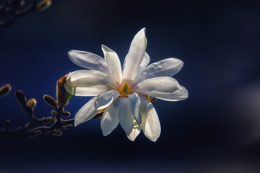 Nahaufnahme einer weißen, blütenblattförmigen Blume